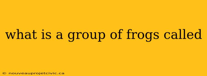 what is a group of frogs called