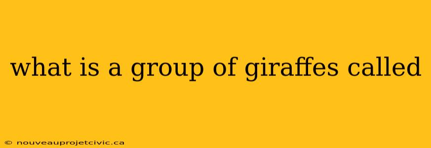 what is a group of giraffes called