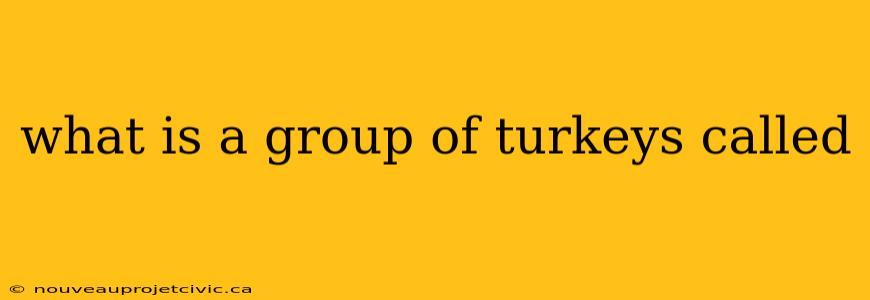 what is a group of turkeys called