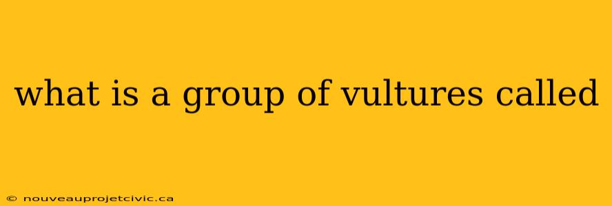 what is a group of vultures called