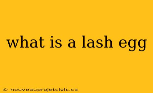 what is a lash egg