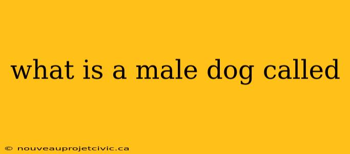 what is a male dog called