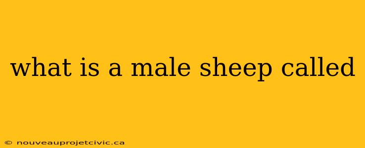 what is a male sheep called