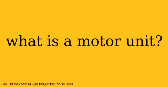 what is a motor unit?