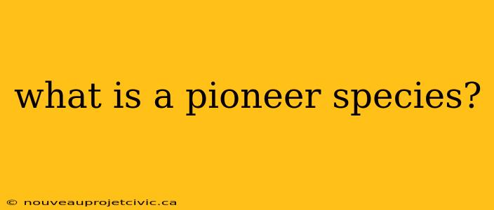 what is a pioneer species?