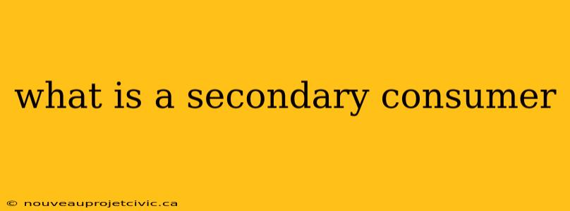 what is a secondary consumer