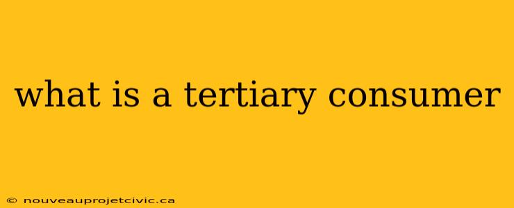 what is a tertiary consumer