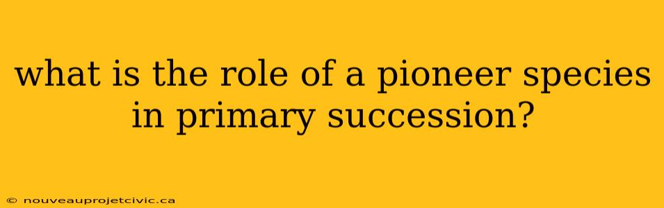 what is the role of a pioneer species in primary succession?