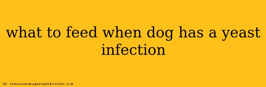 what to feed when dog has a yeast infection