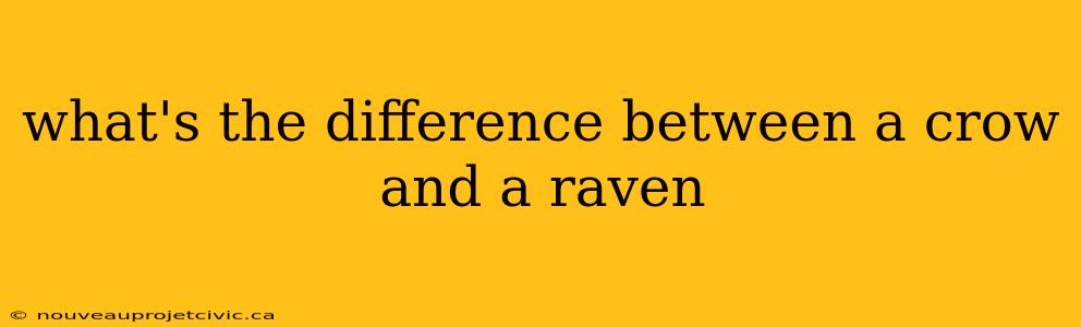 what's the difference between a crow and a raven