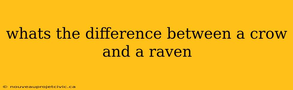 whats the difference between a crow and a raven