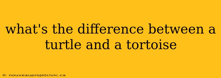 what's the difference between a turtle and a tortoise