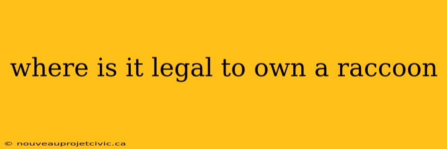 where is it legal to own a raccoon