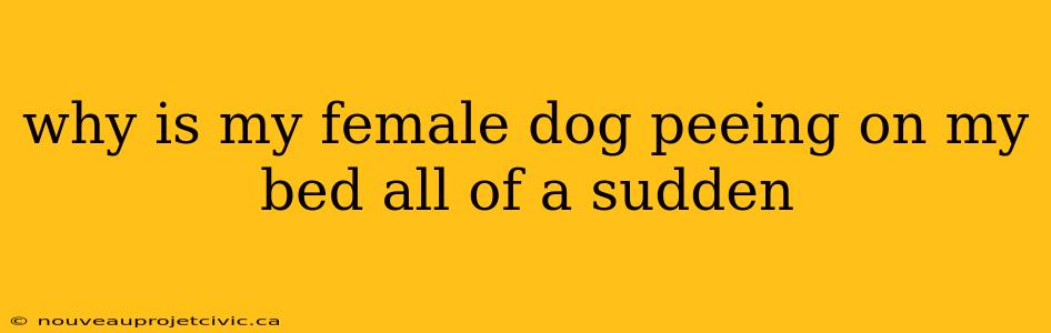 why is my female dog peeing on my bed all of a sudden